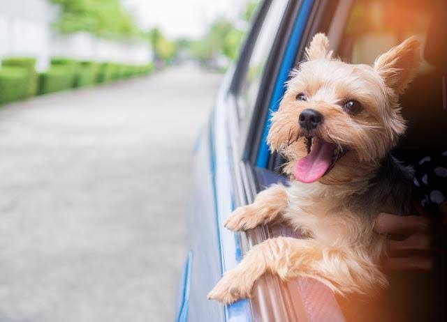 犬のアレルギーについて慣れるものなの？もし悪化してしまったら？